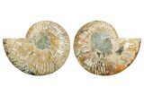 Cut & Polished, Crystal-Filled Ammonite Fossil - Madagascar #296397-1